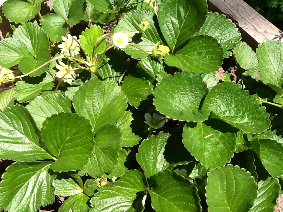La flor de la planta de frutillas de mi huerta